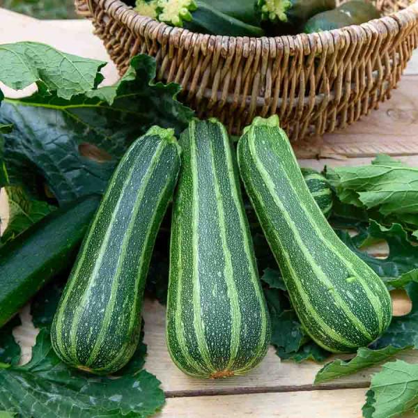 Potagères - Courgette Verte Non Coureuse d'Italie - face recto